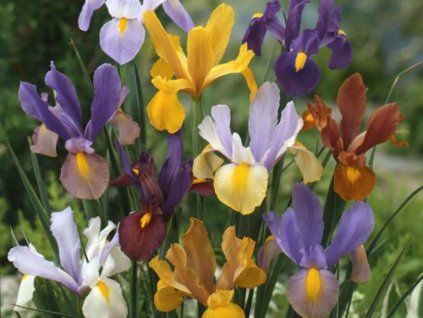 Kosatec holandský - Mix barev  Iris hollandica - Mixed