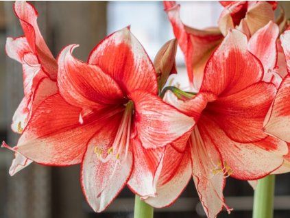 Amarylis 'Stardust '  Hippeastrum 'Stardust'