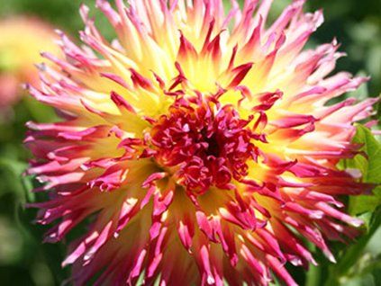 Jiřina 'Lindsay Michelle'  Dahlia 'Lindsay Michelle'