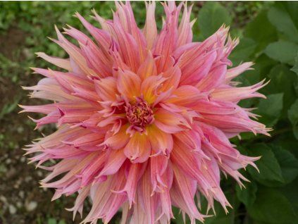 Jiřina 'Omega'  Dahlia 'Omega'