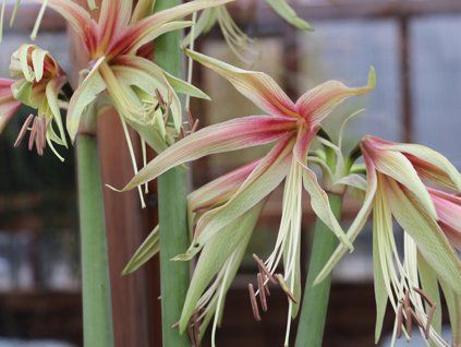 Amarylis 'Tarantula'  Hippeastrum Butterfly 'Tarantula'