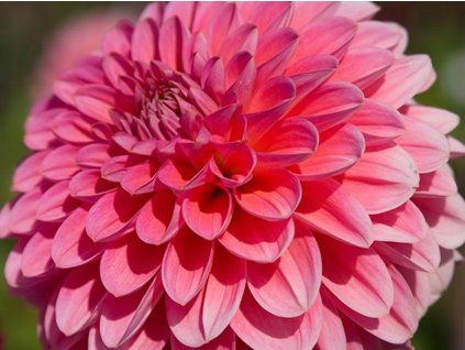 Jiřina 'Pink Runner'  Dahlia 'Pink Runner'