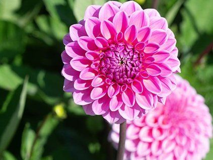 Jiřina 'Sandra'  Dahlia 'Sandra'