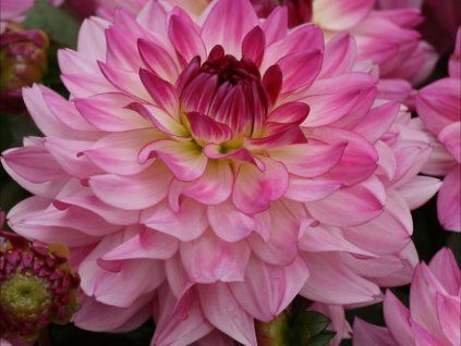 Jiřina 'Sincerity'  Dahlia 'Sincerity'