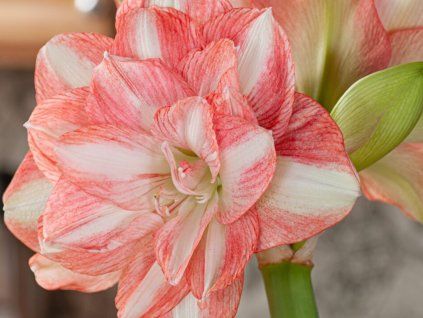 Amarylis 'Beautiful Emotion'  Hippeastrum DOUBLE GALAXY 'Beautiful Emotion'