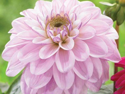 Jiřina 'Sweet Surprise'  Dahlia 'Sweet Surprise'