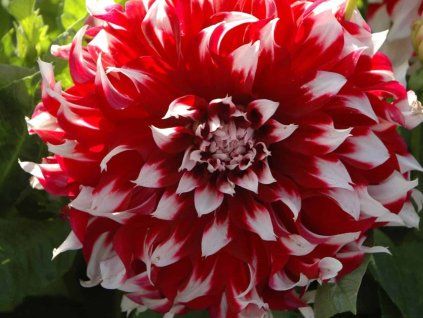 Jiřina 'X Factor'  Dahlia 'X Factor'
