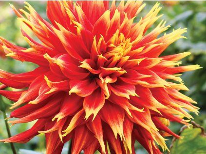 Jiřina 'Show & Tell'  Dahlia 'Show & Tell'