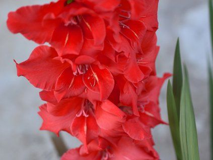 Mečík 'Amiga'  Gladiolus 'Amiga'