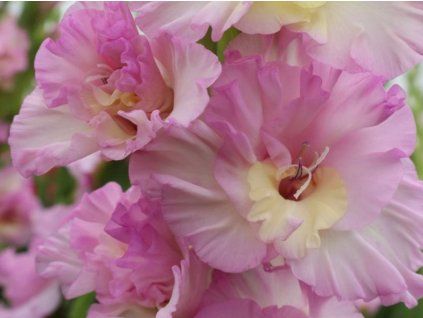 Mečík 'Cera Corfinio'  Gladiolus'Cera Corfinio'