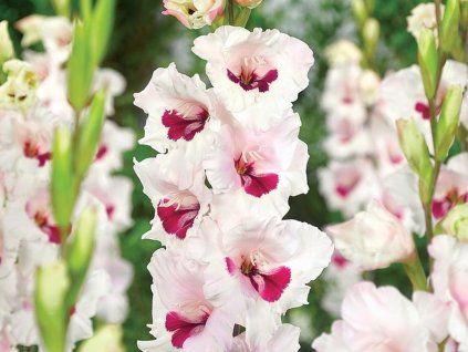Mečík 'Cera Corsage'  Gladiolus'Cera Corsage'
