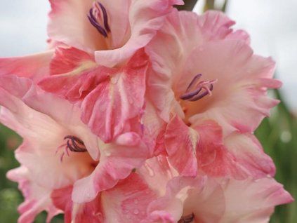 Mečík 'Cherry Candy'  Gladiolus'Cherry Candy'