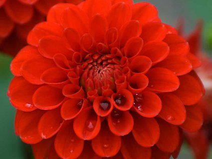 Jiřina 'Red Cap'  Dahlia 'Red Cap'