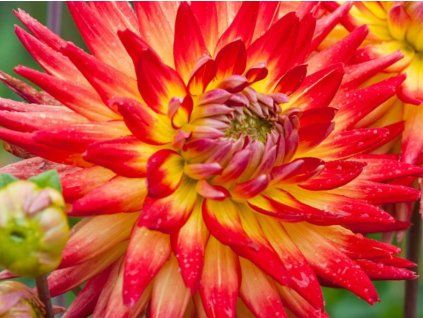 Jiřina 'Bora Bora'  Dahlia 'Bora Bora'