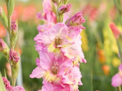 Mečík 'Happy Disco'  Gladiolus 'Happy Disco'
