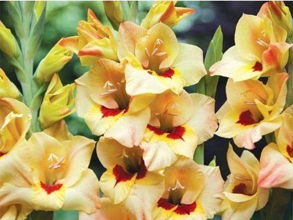 Mečík 'Louise'  Gladiolus'Louise'