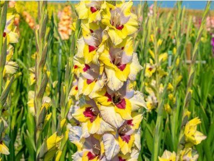 Mečík 'Oracle'  Gladiolus 'Oracle'