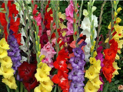 Mečík 'Mixed'  Gladiolus'Mixed'