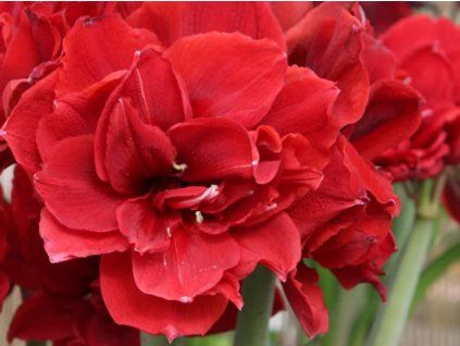 Amarylis 'Red Toro'  Hippeastrum 'Red Toro'