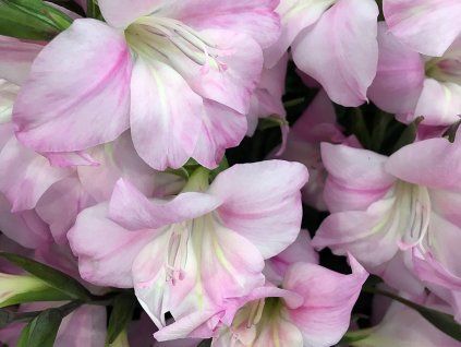 Mečík 'Charming Lady'  Gladiolus 'Charming Lady'