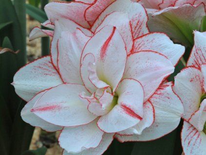 Amarylis 'Striped Amadeus'  Hippeastrum 'Striped Amadeus'
