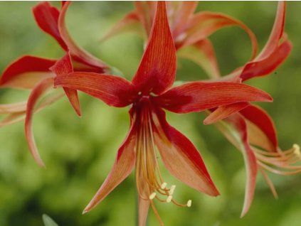Amarylis 'Merengue'  Hippeastrum 'M