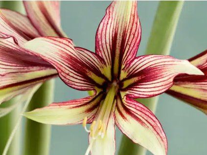 Amarylis 'Mystica'  Hippeastrum 'Mystica'