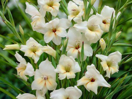 Mečík drobnokvětý 'Halley'  Gladiolus nanus 'Halley'