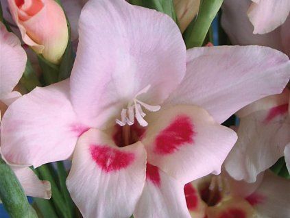 Mečík drobnokvětý 'Elvira'  Gladiolus nanus 'Elvira'
