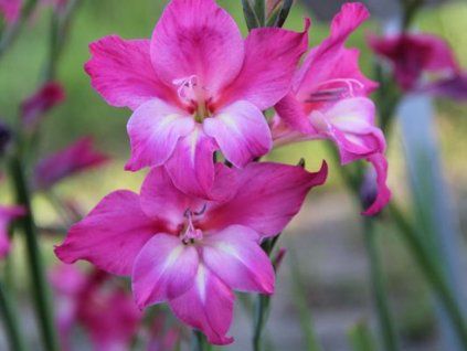 Mečík drobnokvětý 'Charm'  Gladiolus nanus 'Charm'