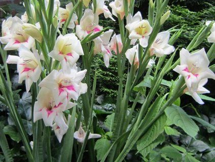 Mečík drobnokvětý 'Carine'  Gladiolus nanus 'Carine'