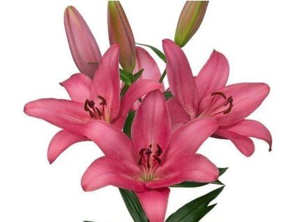Lilie 'Sentosa'  Lilium 'Sentosa'