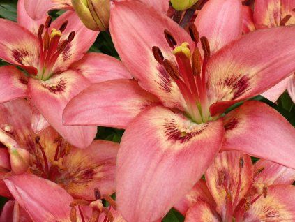 Lilie 'Tinilco'  Lilium 'Tinilco'
