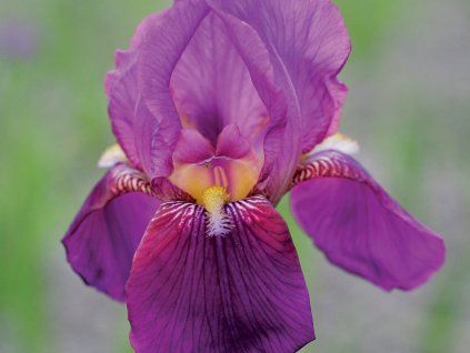 Kosatec německý 'Lent A. Williamson'  Iris germanica 'Lent A. Williamson'