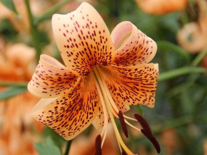 Lilie tygří 'Tiger Babies'  Lilium lancifolium