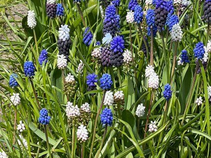 Modřenec - mix  Muscari