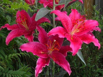 Lilie 'Gomera'  Lilium oriental 'Gomera'