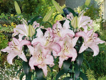 Lilie 'Brasilia'  Lilium 'Brasilia'