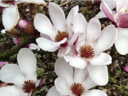 Šácholán obnažený 'Purpurascens'  Magnolia denudata 'Purpurascens'
