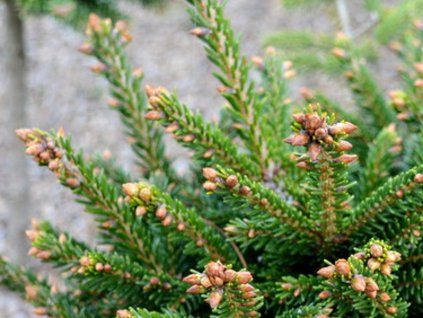 Smrk východní 'Eddie Rezek'  Picea orientalis 'Eddie Rezek'