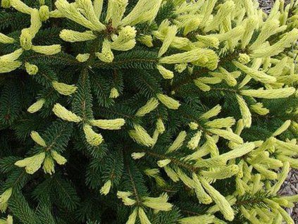 Smrk pichlavý 'Golden Mike' PBR  Picea pungens'Golden Mike' PBR