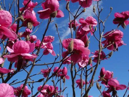 Magnolie 'Felix'  Magnolia 'Felix'