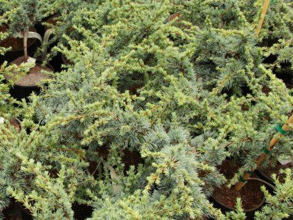 Cedr atlantský 'Sapphire Nymph'  Cedrus atlantica 'Sapphire Nymph'