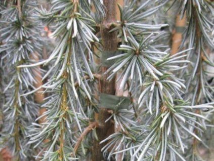 Cedr libanonský 'Blue Fountain'  Cedrus libani 'Blue Fountain'
