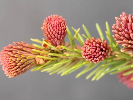 Smrk ztepilý 'Rubra Spicata'  Picea abies 'Rubra Spicata'