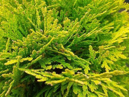 Zerav západní 'Marcepan'  Thuja occidentalis 'Marcepan'