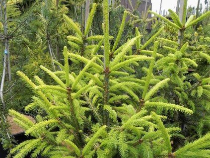 Smrk ztepilý 'Gold Strike'  Picea abies 'Gold Strike'