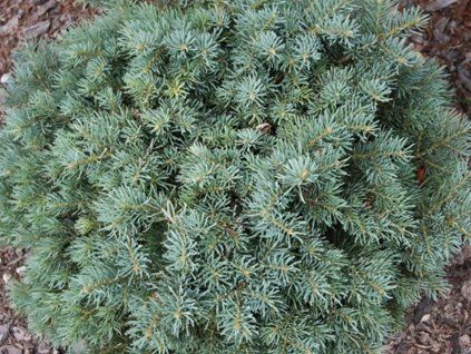 Jedle ojíněná 'Pygmaea'  Abies concolor 'Pygmaea'