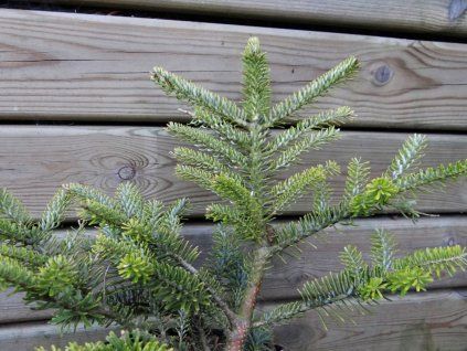 Jedle korejská 'Kosmos'  Abies koreana 'Kosmos'