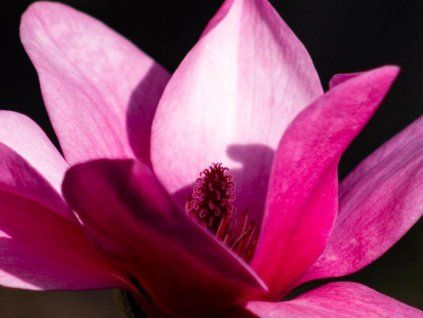 Magnolie 'Pink Pyramid'  Magnolia 'Pink Pyramid'